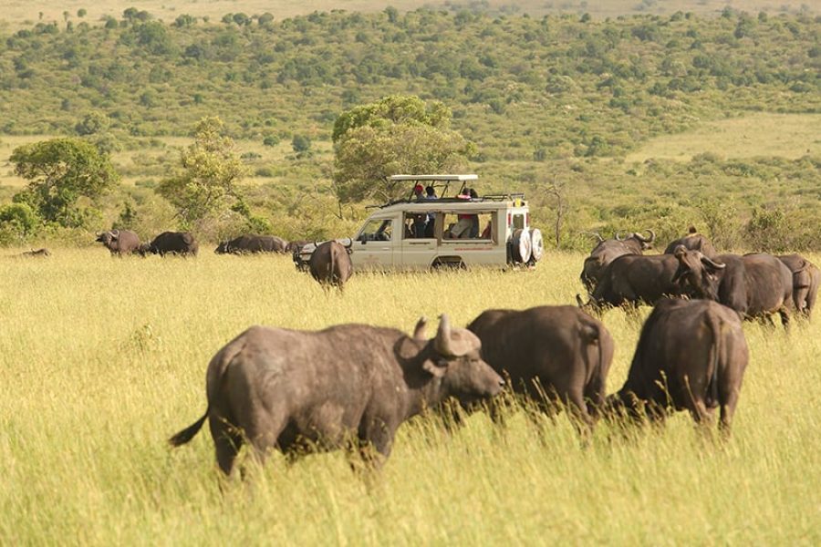 Aberdare National Park Safari