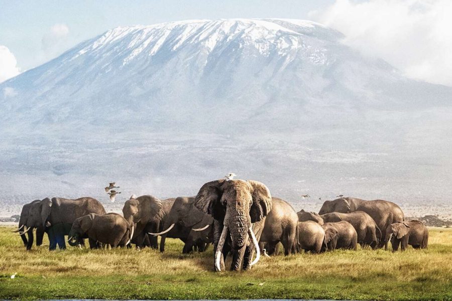 Amboseli Serena Safari Lodge