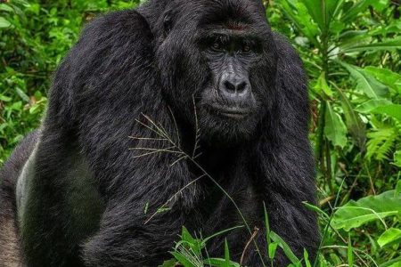 Gorilla Trekking Uganda